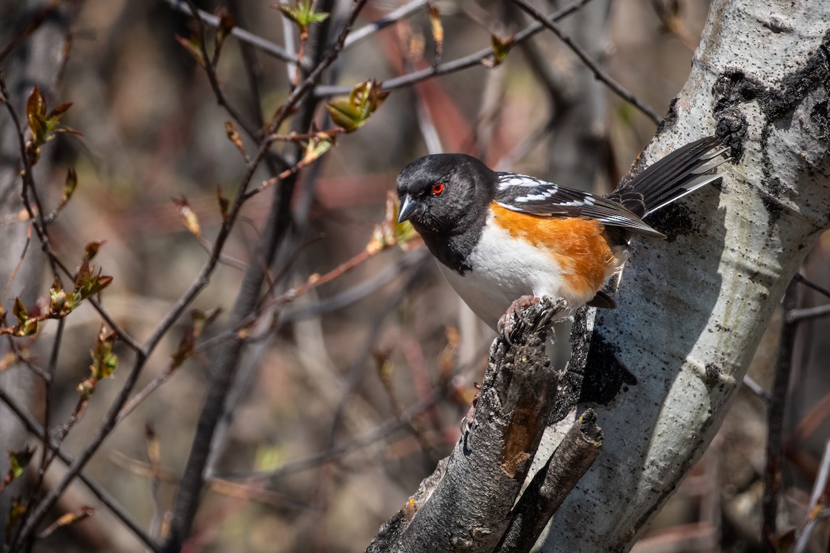 Spotted Towhee - ML617328408