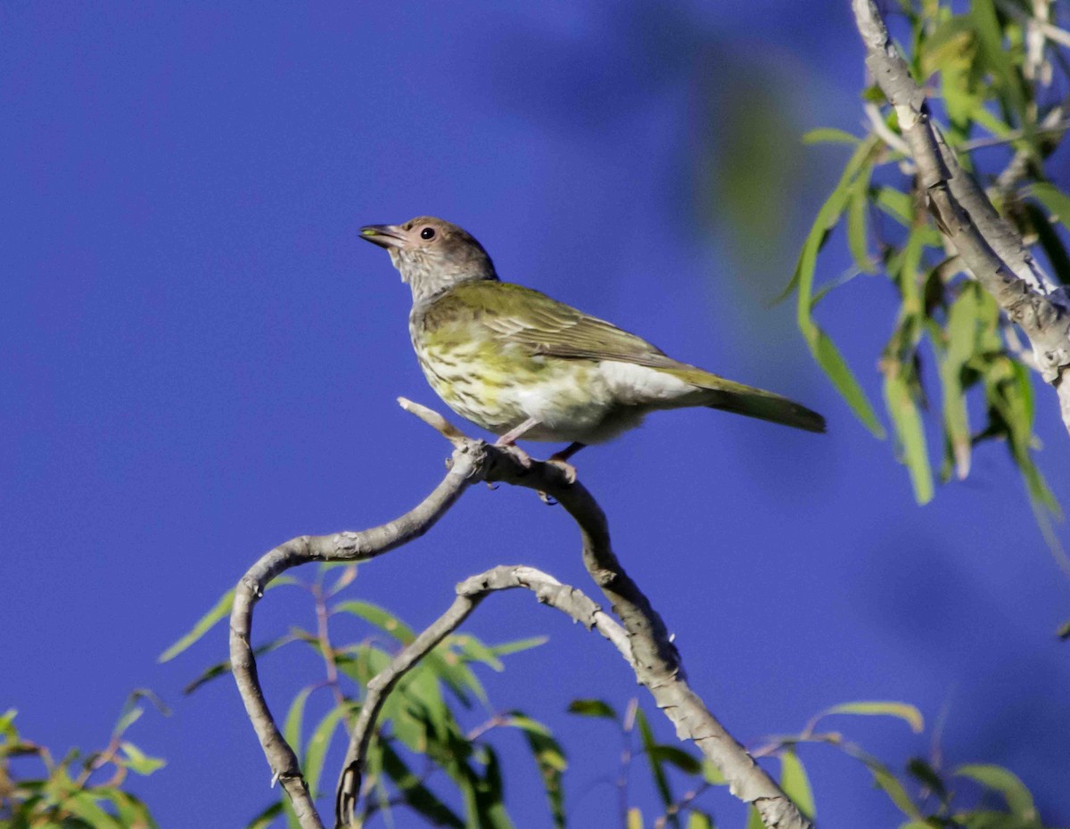 Australasian Figbird - Rebel Warren and David Parsons