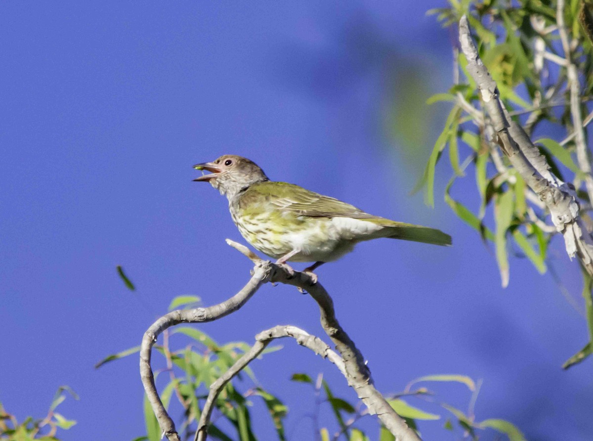 Australasian Figbird - ML617328417