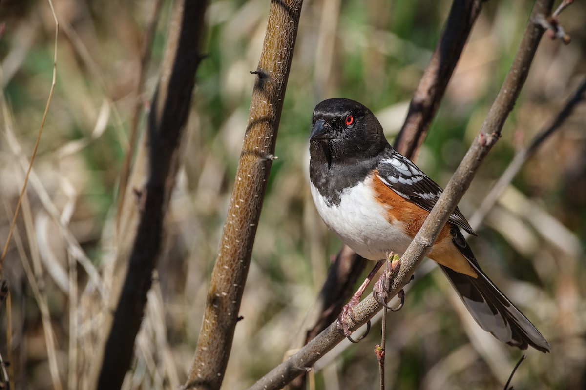 Spotted Towhee - ML617328437