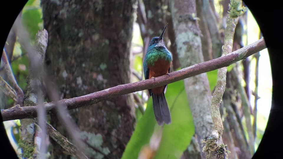 Green-tailed Jacamar - ML617328445