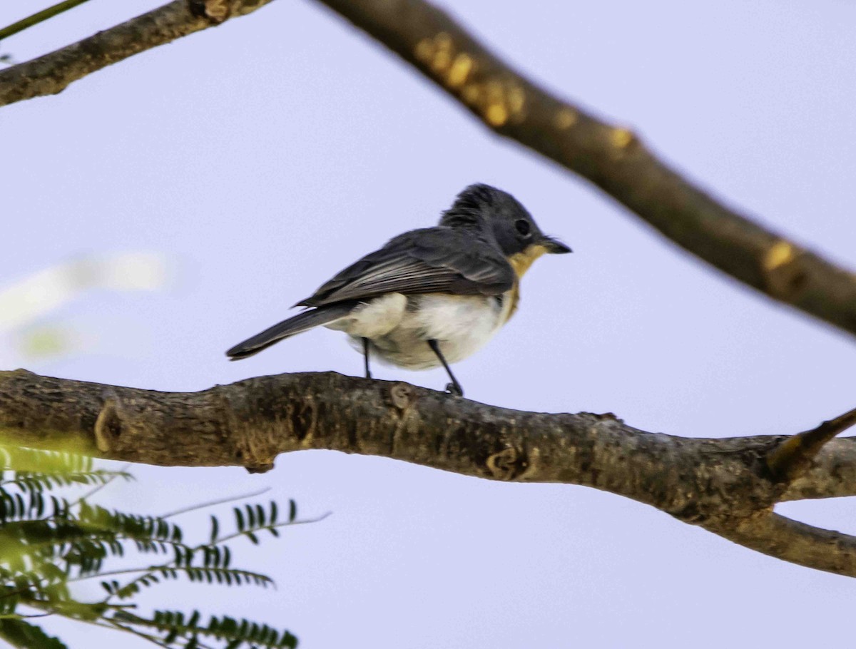 Leaden Flycatcher - ML617328457