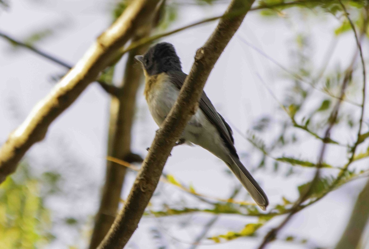 Leaden Flycatcher - ML617328459