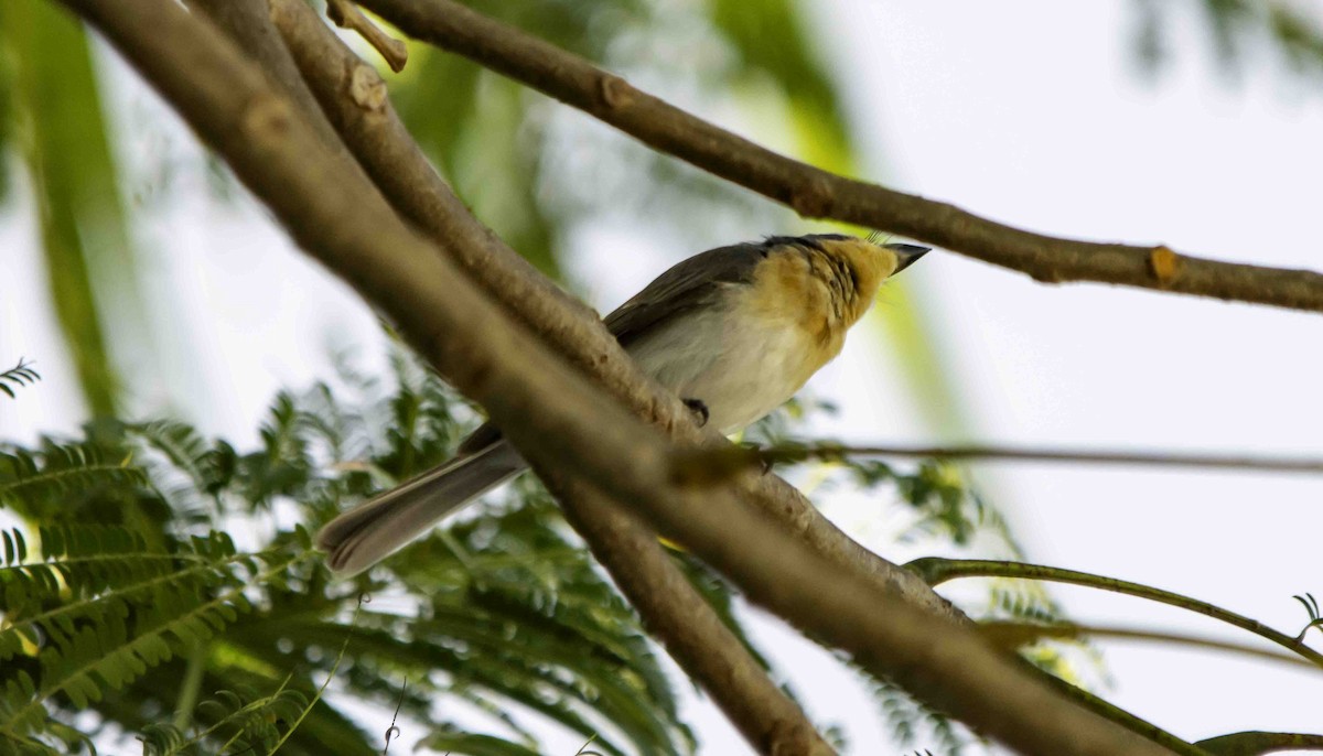 Leaden Flycatcher - ML617328460