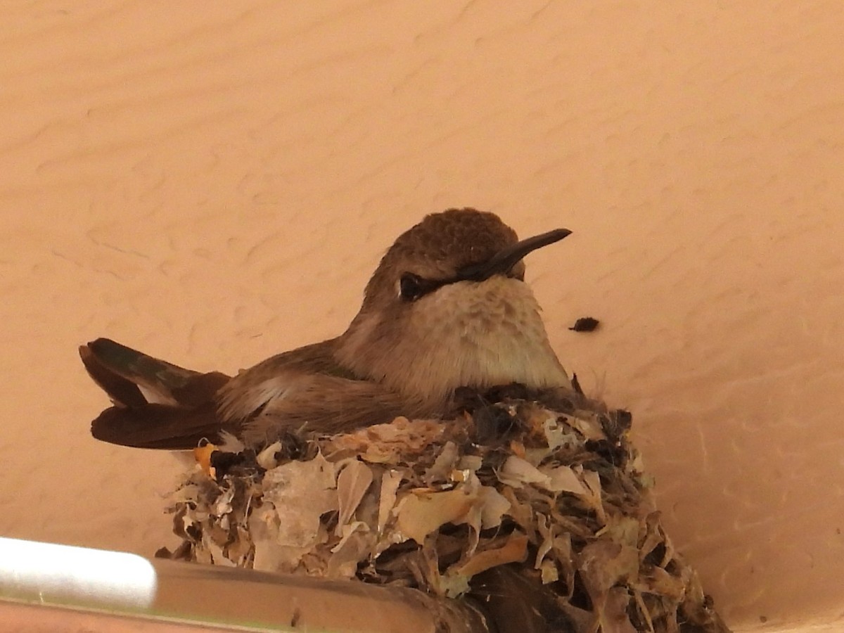 Colibrí de Costa - ML617328486