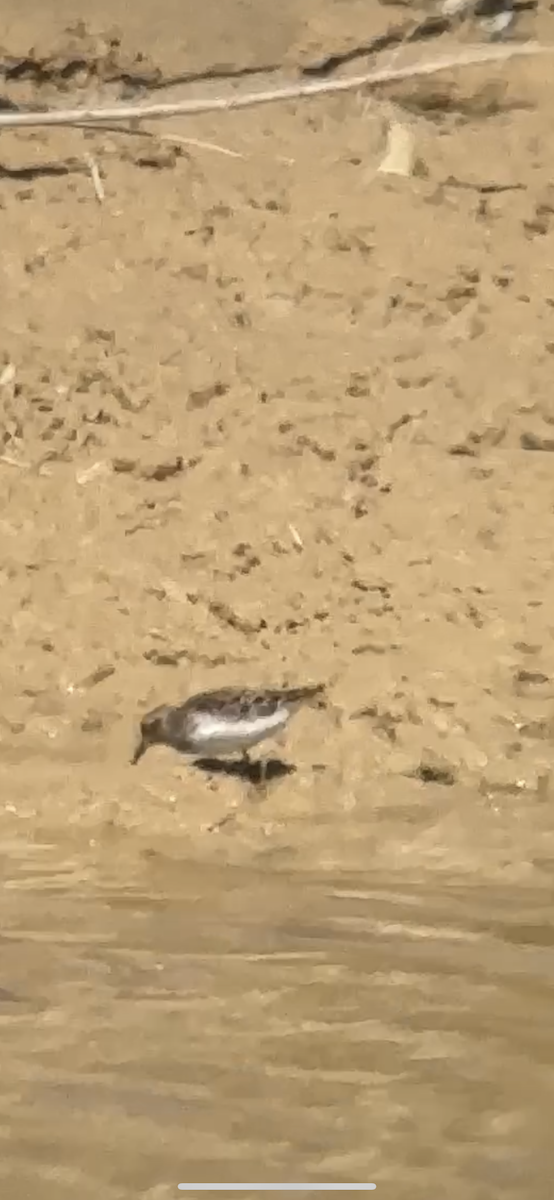 Least Sandpiper - ML617328529
