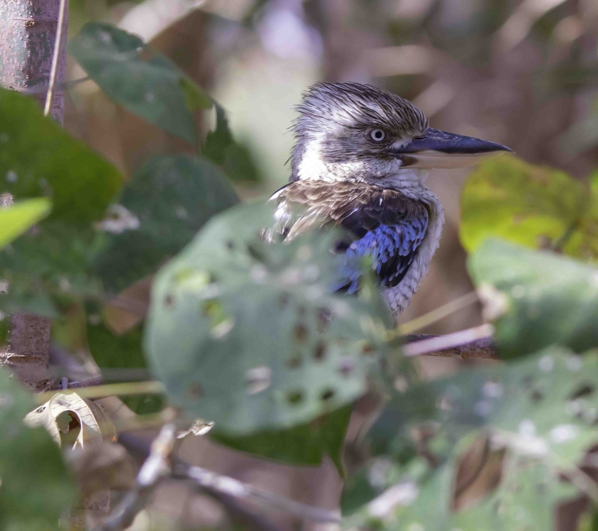 Blue-winged Kookaburra - ML617328556