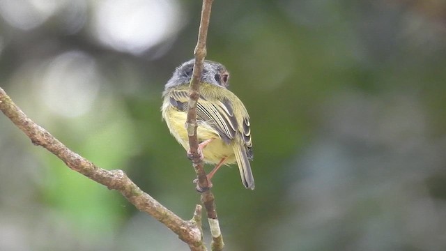 Eared Pygmy-Tyrant - ML617328586