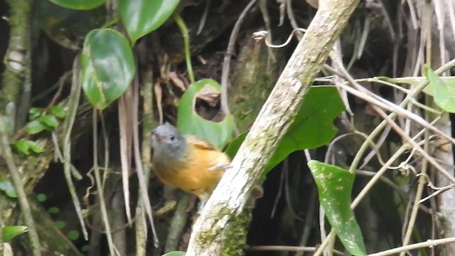 Gray-hooded Flycatcher - ML617328596