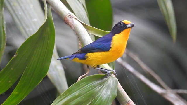 Violaceous Euphonia - ML617328602