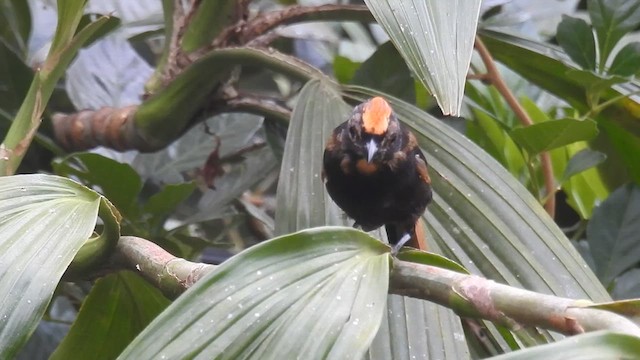 Flame-crested Tanager (Flame-crested) - ML617328616