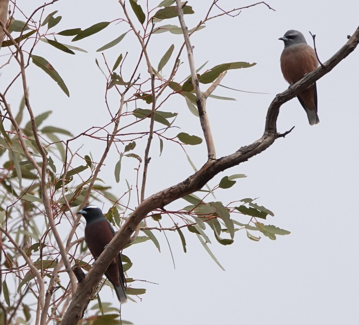 White-browed Woodswallow - Steve Kornfeld