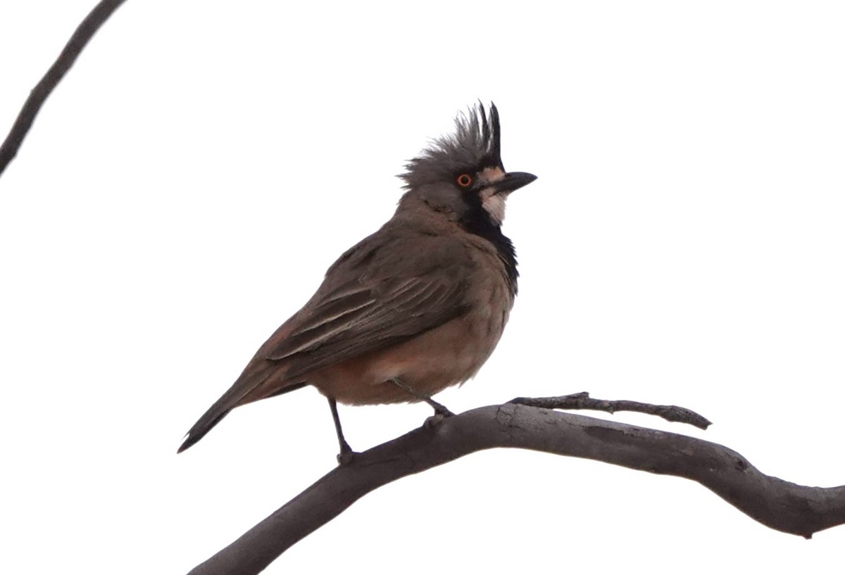 Crested Bellbird - ML617328639