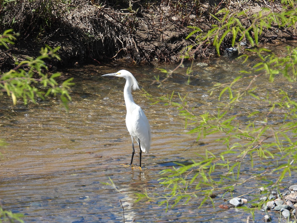 Snowy Egret - ML617328697