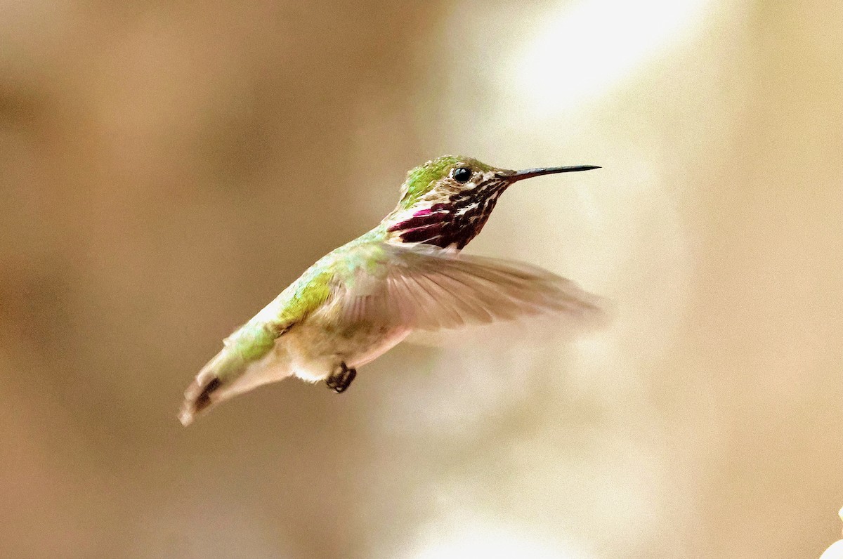 Colibrí Calíope - ML617328735