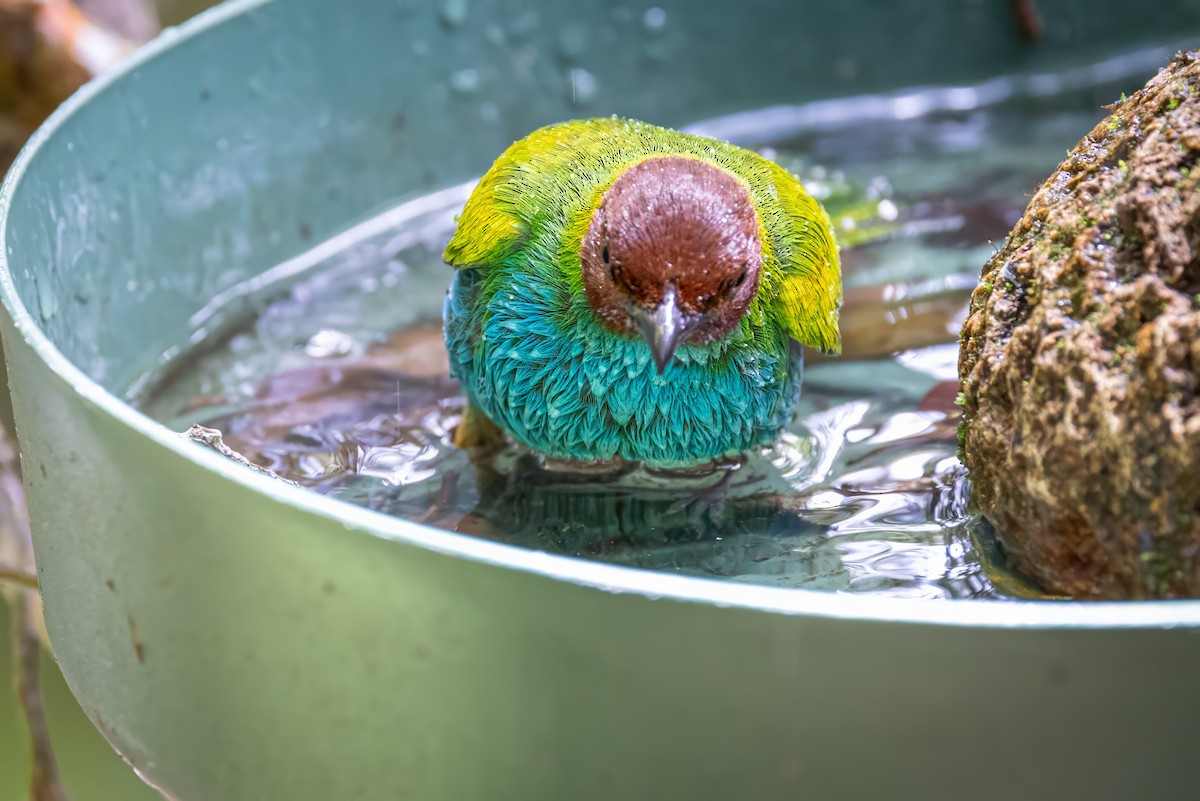 Bay-headed Tanager - Sandy & Bob Sipe