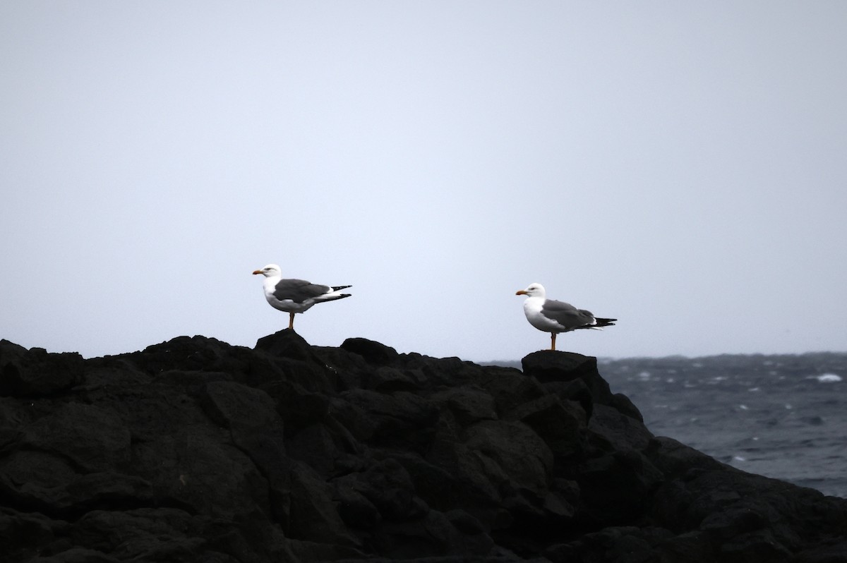 Yellow-legged Gull - ML617328748