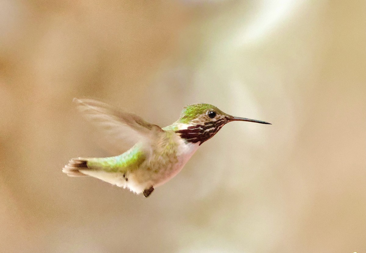 Calliope Hummingbird - ML617328759