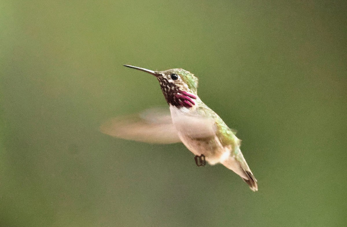 Calliope Hummingbird - ML617328785