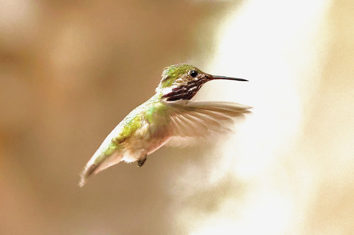 Calliope Hummingbird - ML617328826