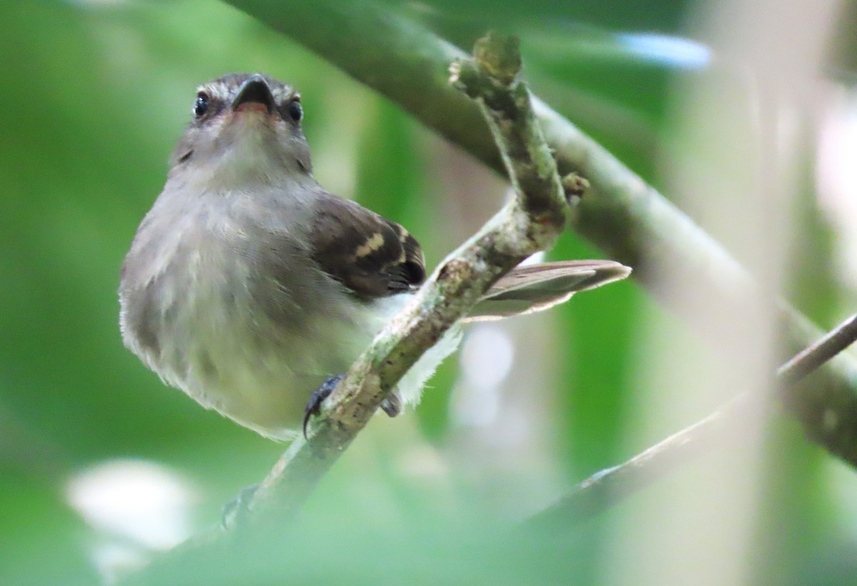 Fuscous Flycatcher - Rick Jacobsen