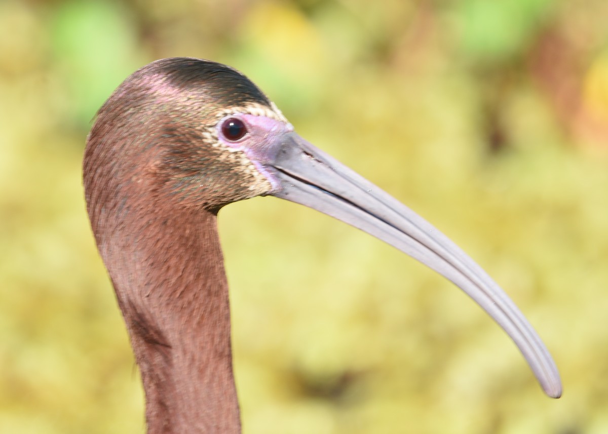 White-faced Ibis - ML617328866