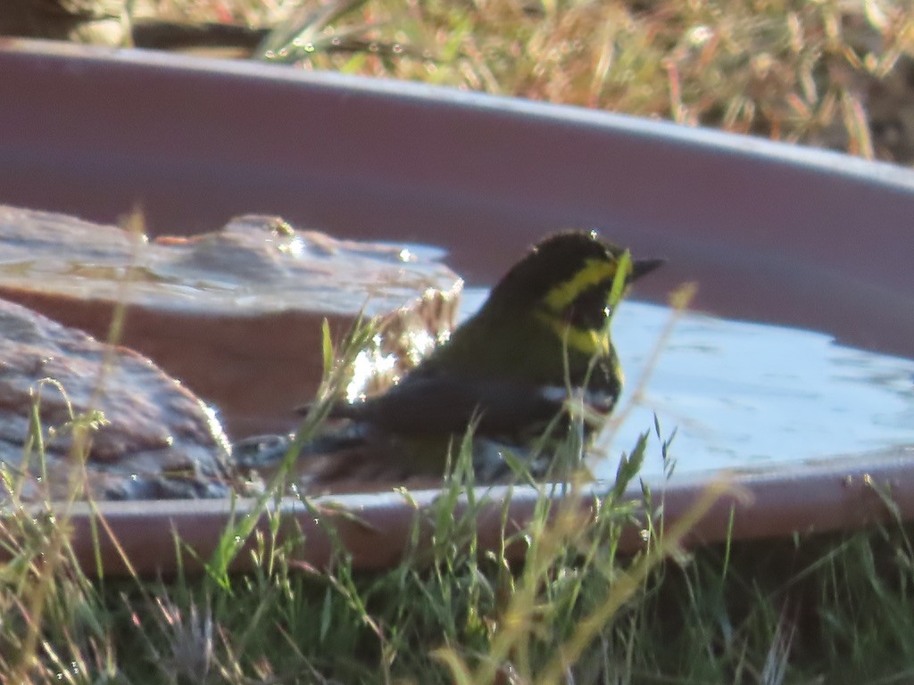 Townsend's Warbler - ML617328867