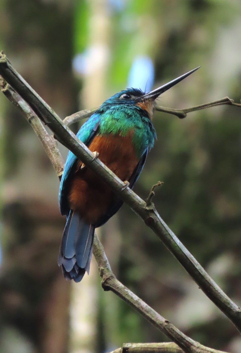 Green-tailed Jacamar - ML617328885