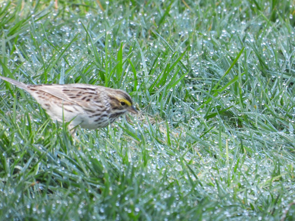 Savannah Sparrow - Mark Donahue