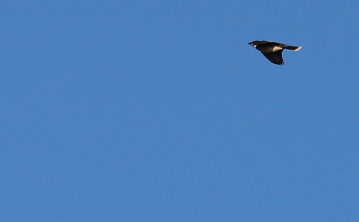 Eastern Kingbird - Rob Bielawski