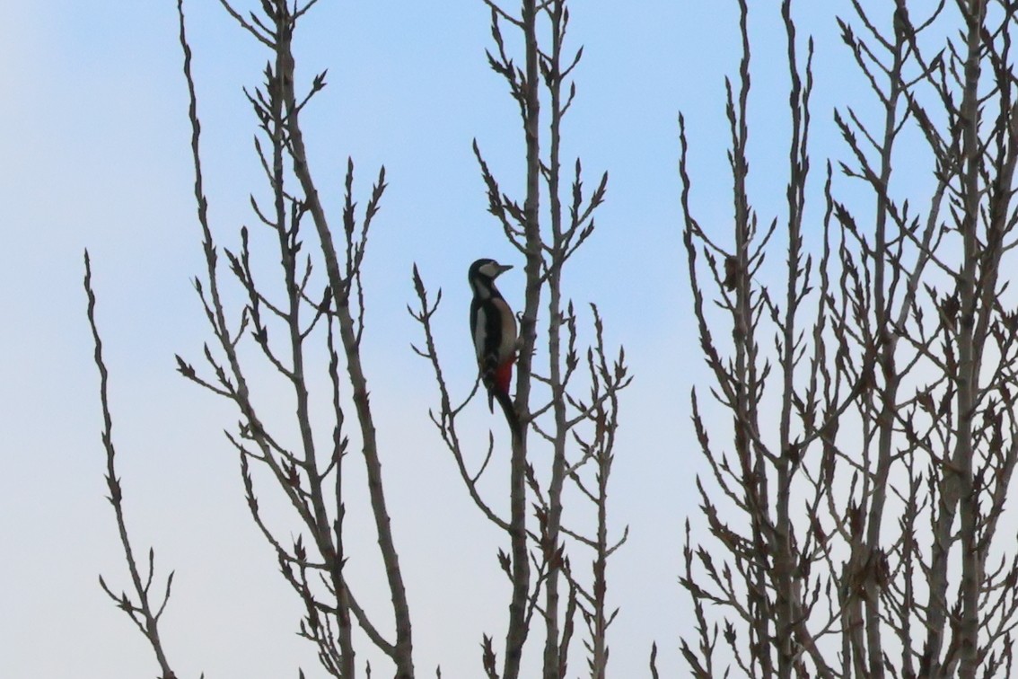 Great Spotted Woodpecker - ML617328933