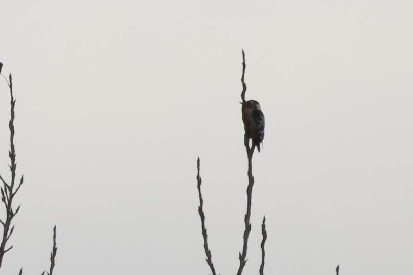 Lesser Spotted Woodpecker - ML617328939