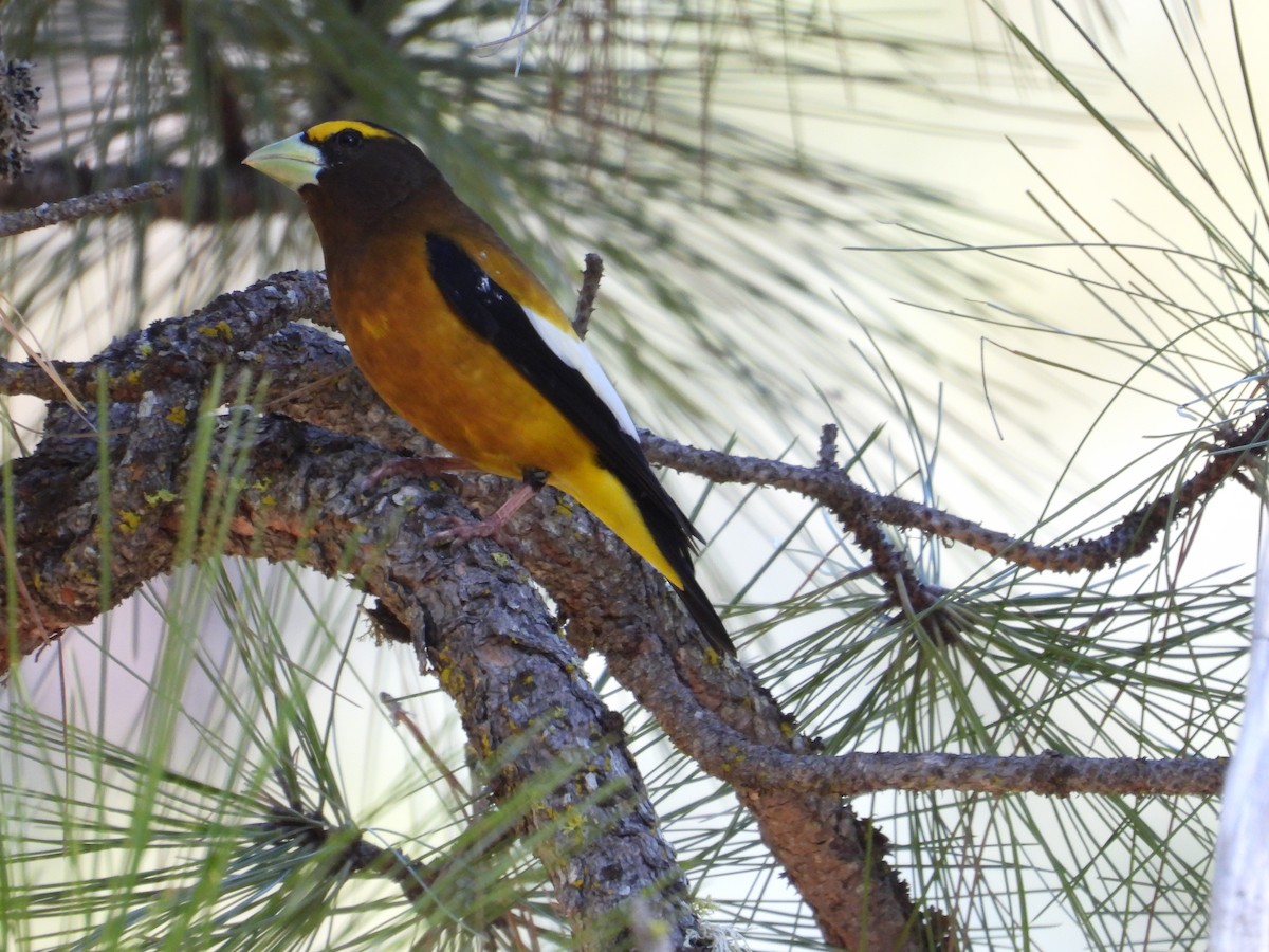 Evening Grosbeak - Mark Donahue