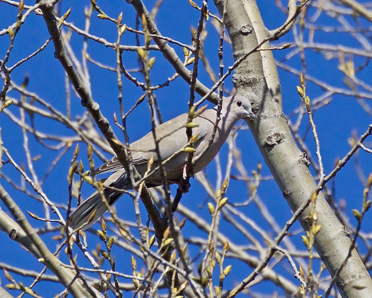 Eurasian Collared-Dove - ML617328964