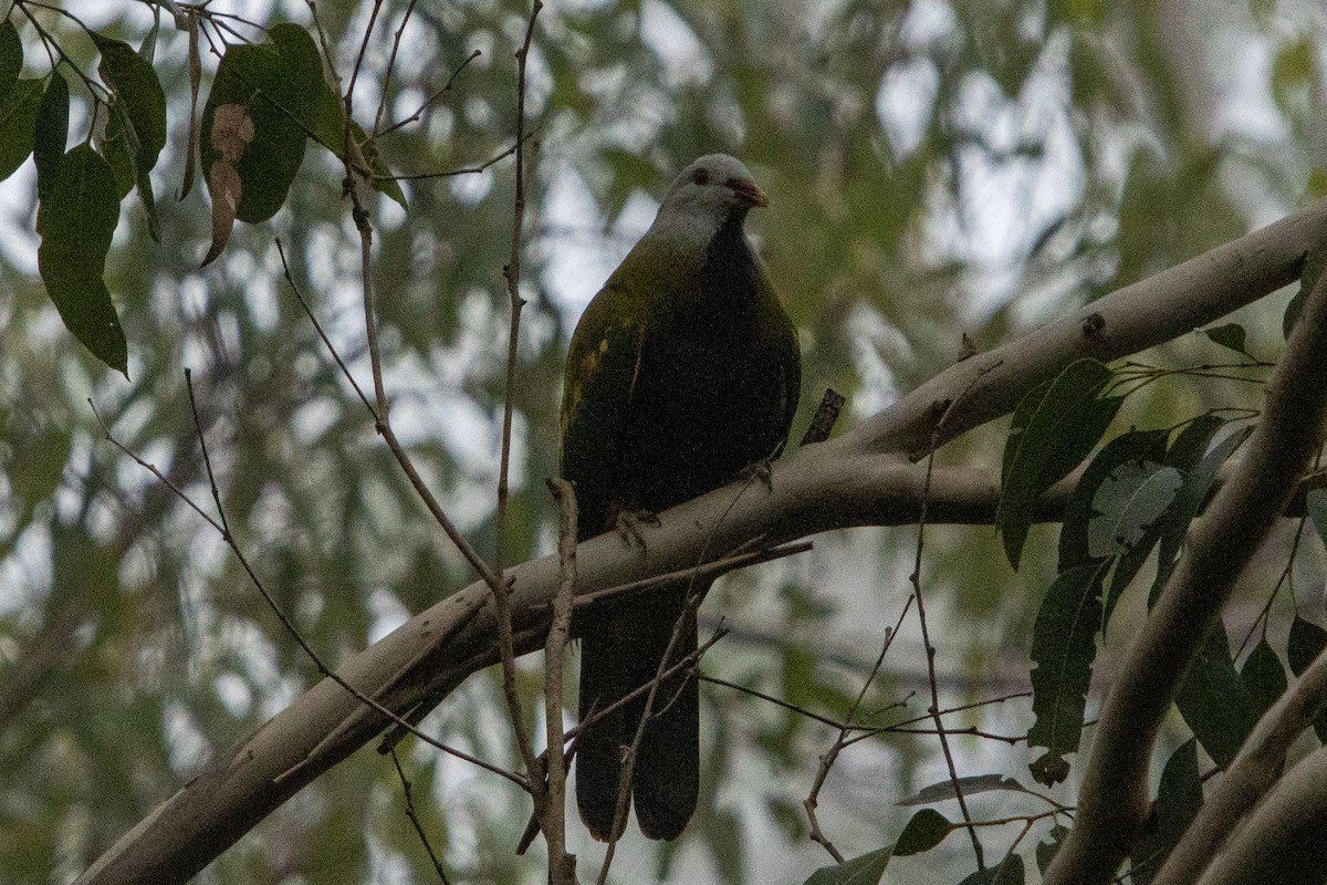 Wompoo Fruit-Dove - ML617328986