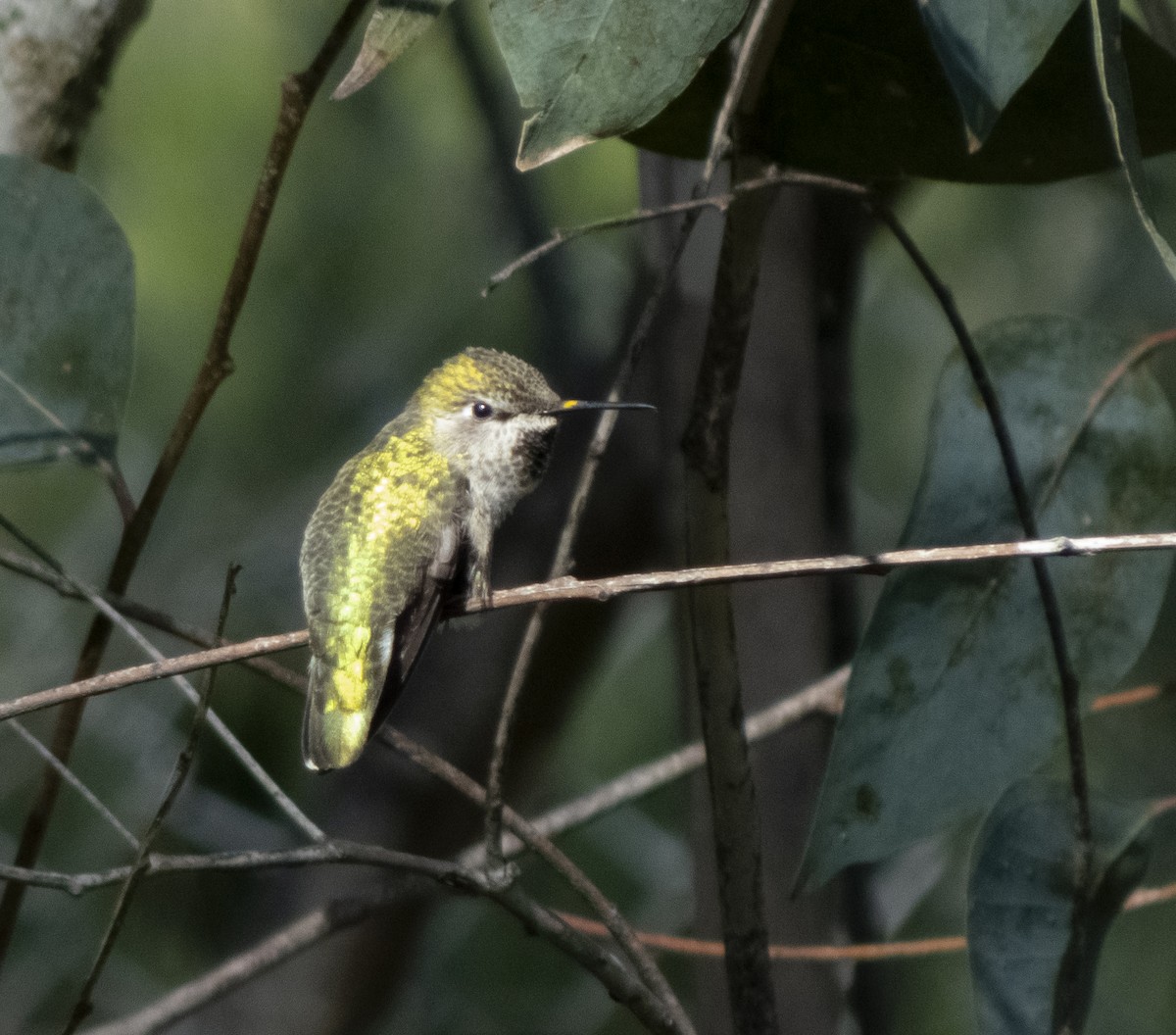 Anna's Hummingbird - Audrey E.