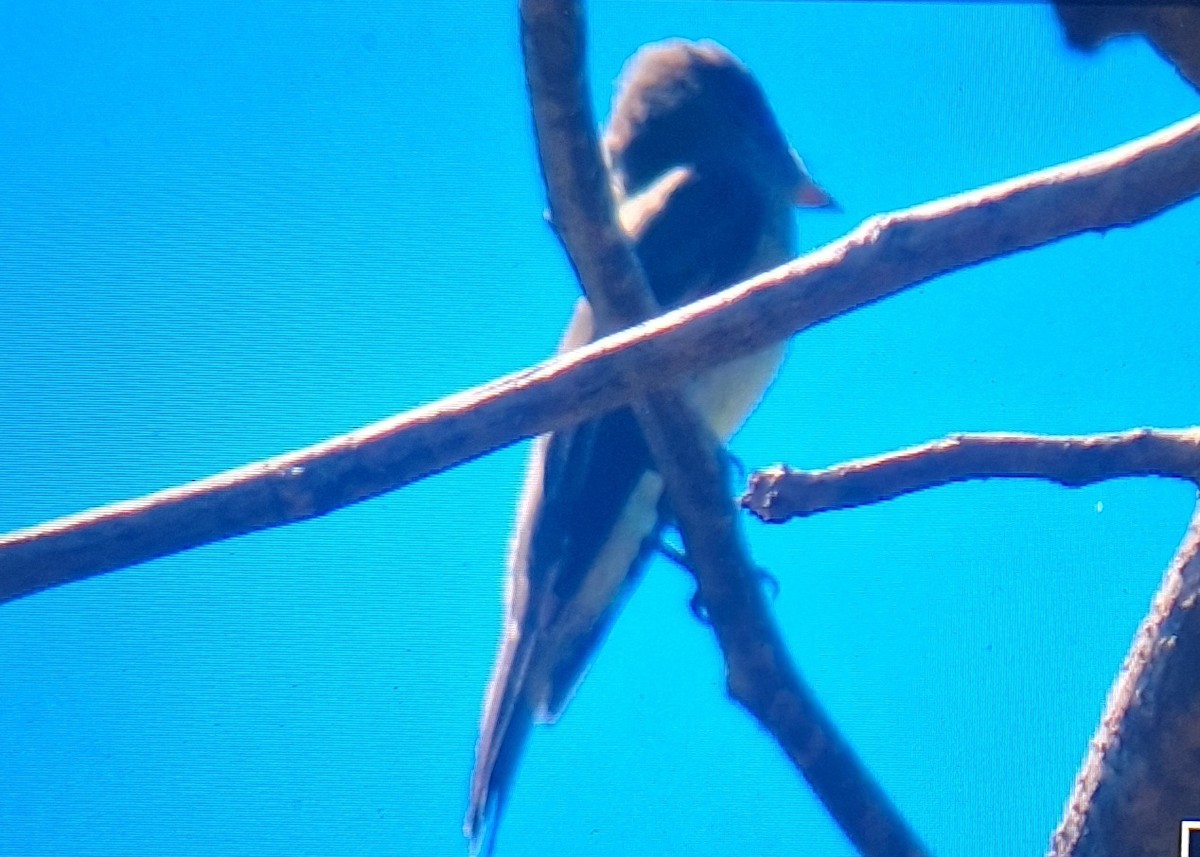 Eastern Wood-Pewee - ML617329016