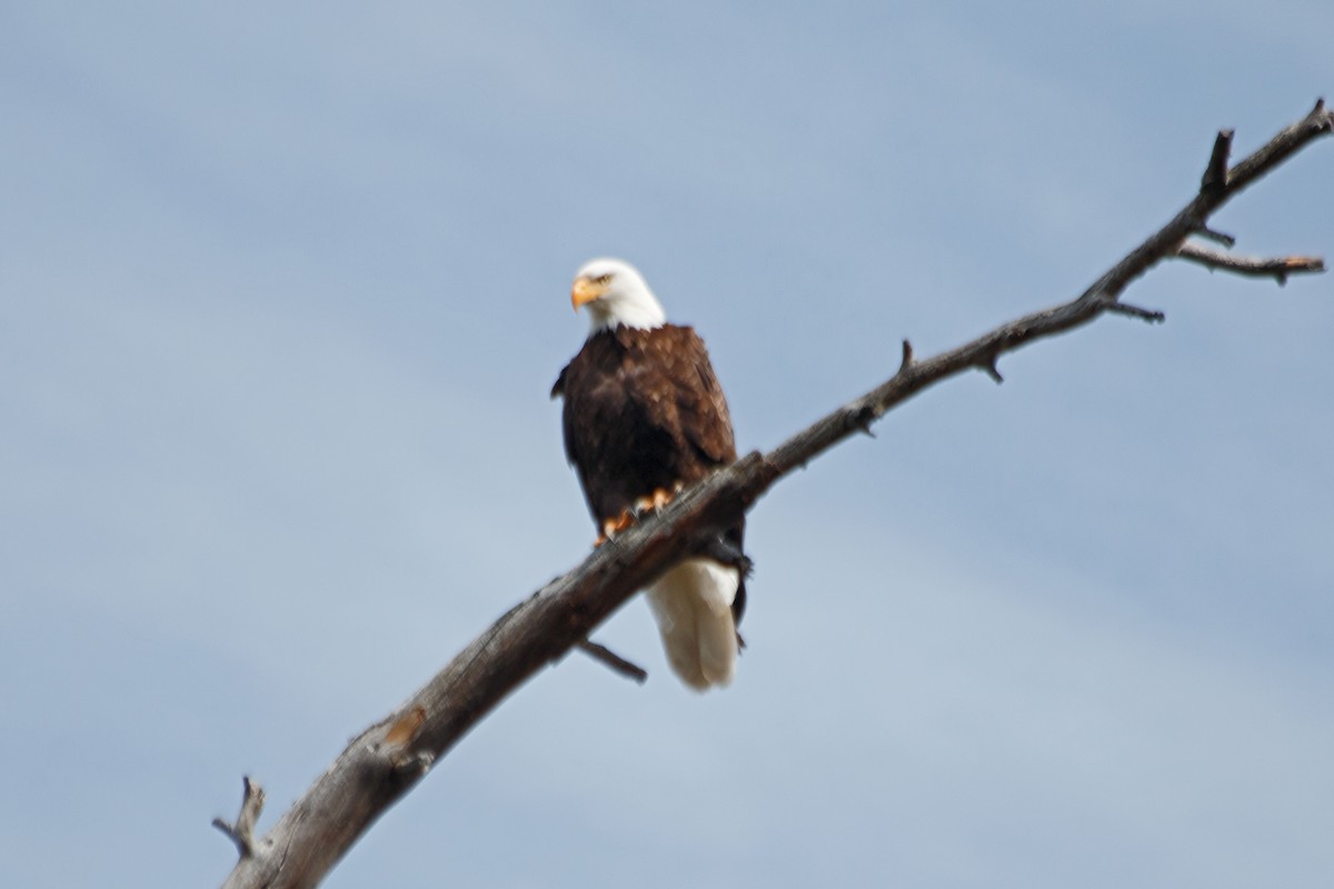 Bald Eagle - ML617329017