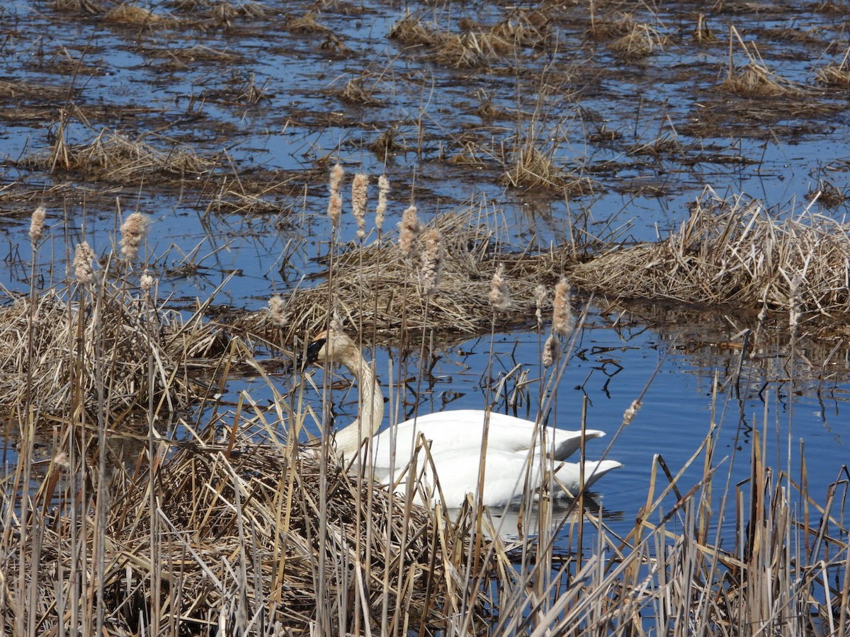 Trumpeter Swan - Kassie Slotty