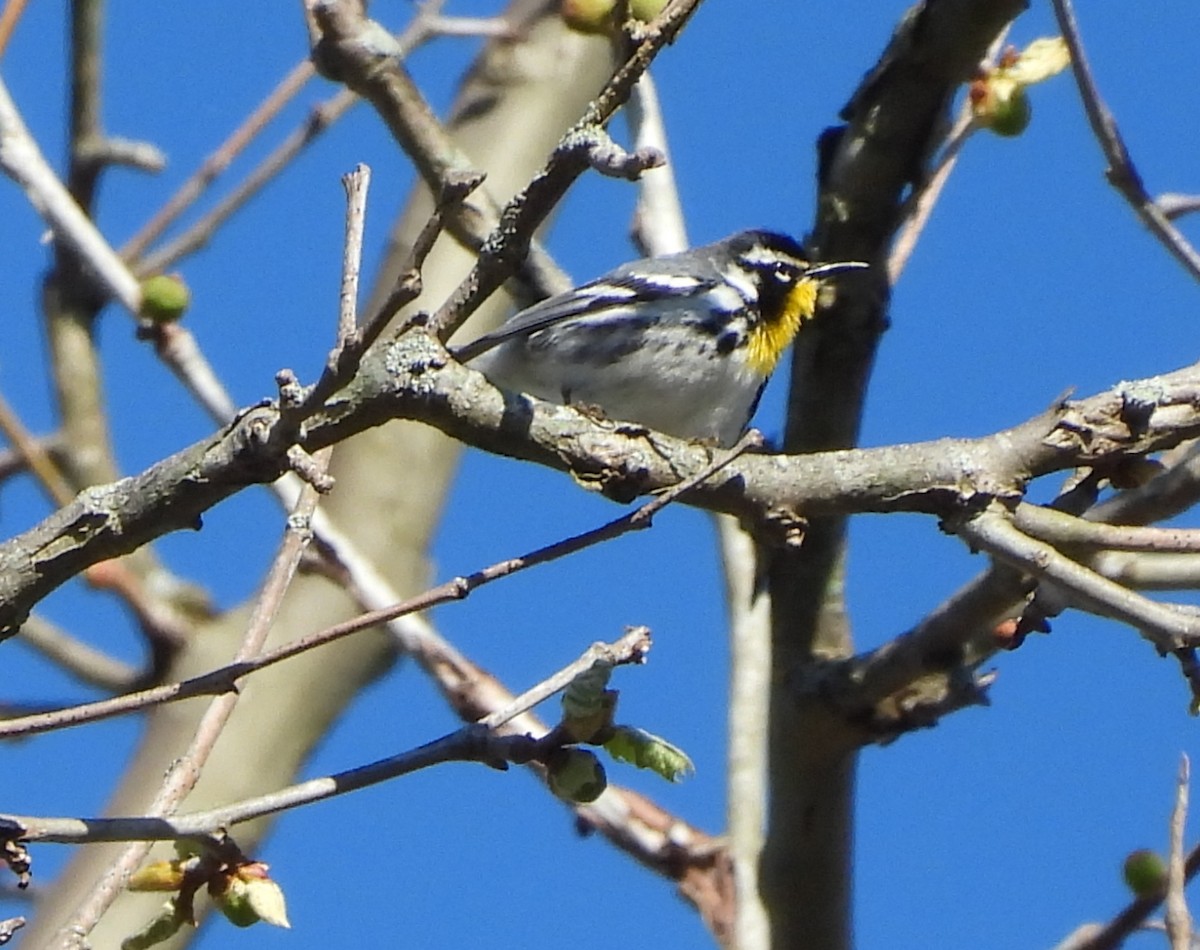 Yellow-throated Warbler - ML617329048