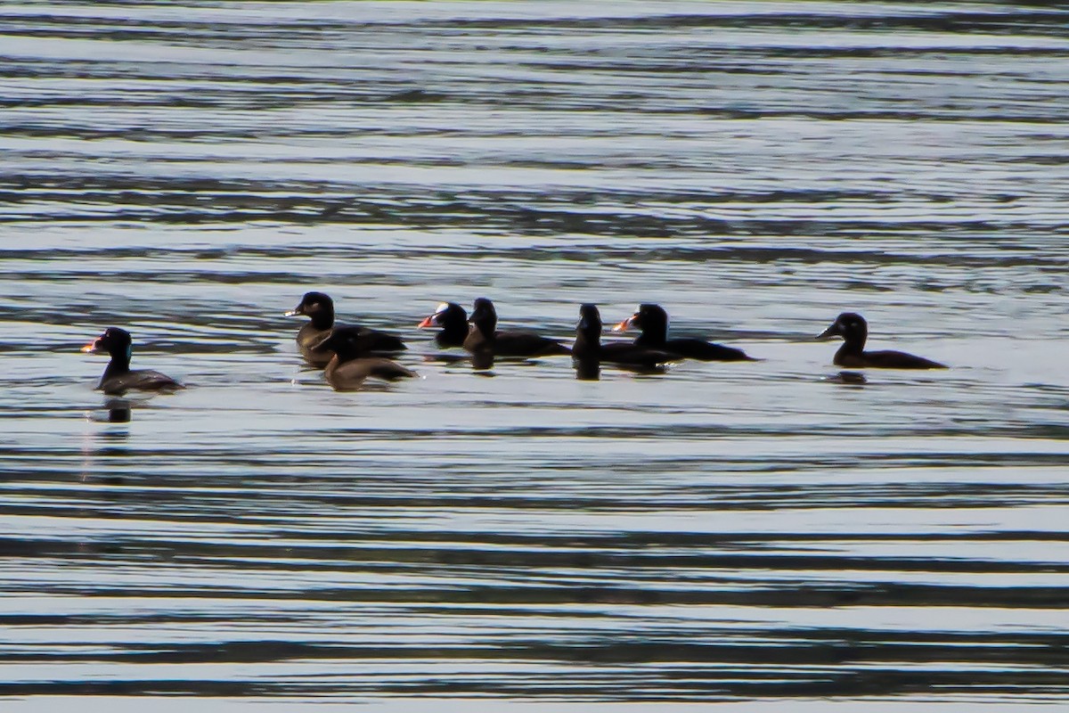 Surf Scoter - ML617329053