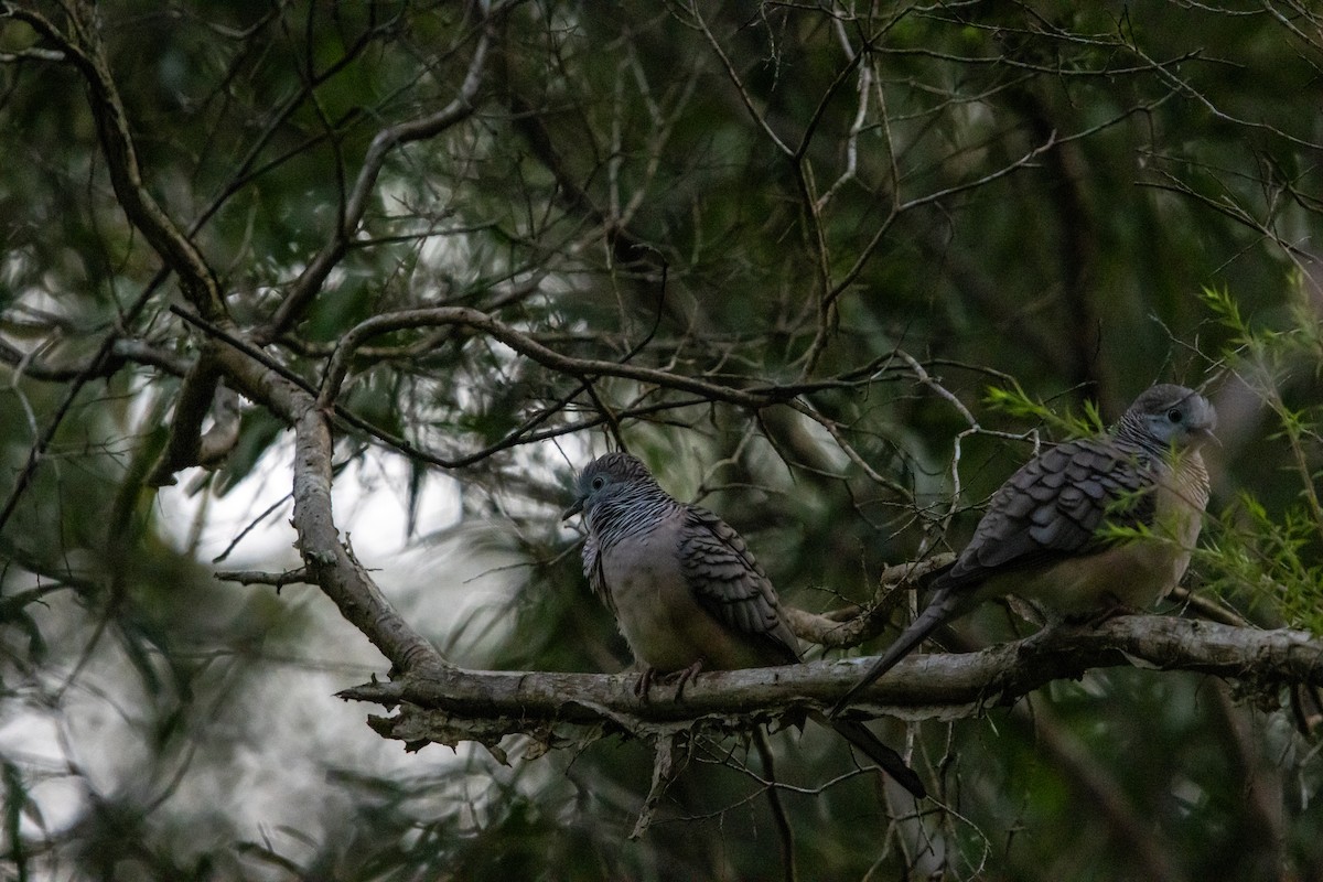 Peaceful Dove - ML617329080