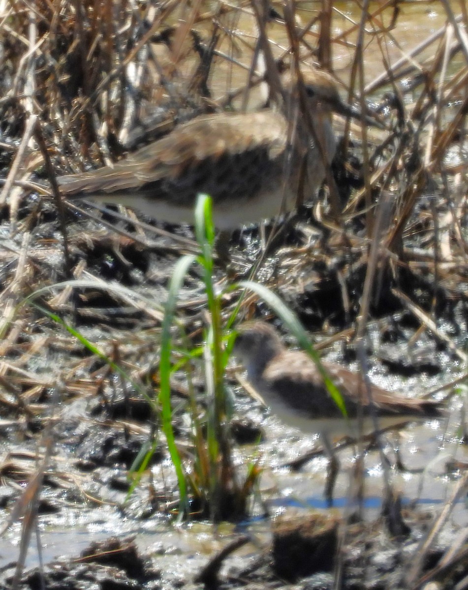 Pectoral Sandpiper - Eric Haskell