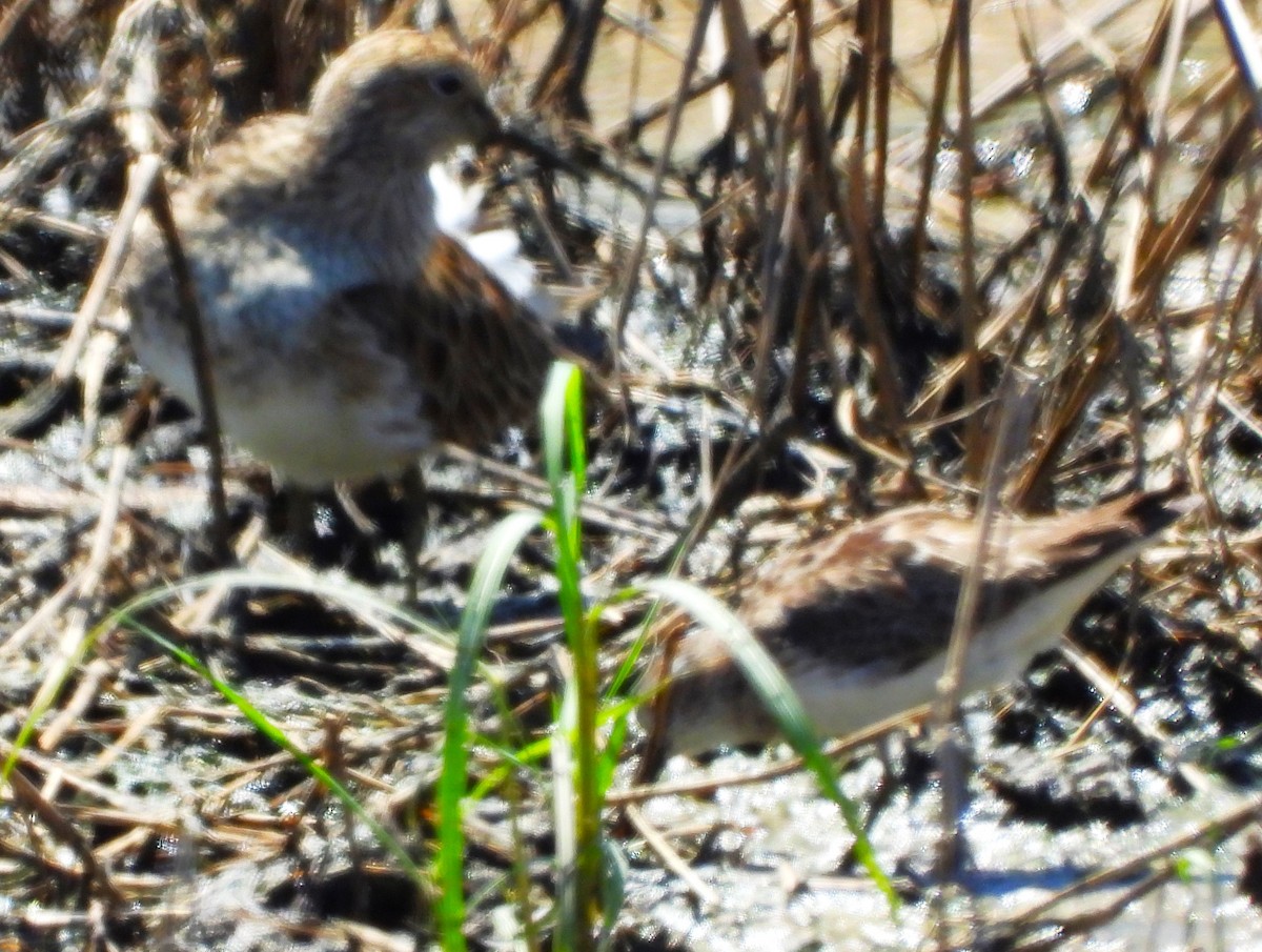 Pectoral Sandpiper - ML617329120