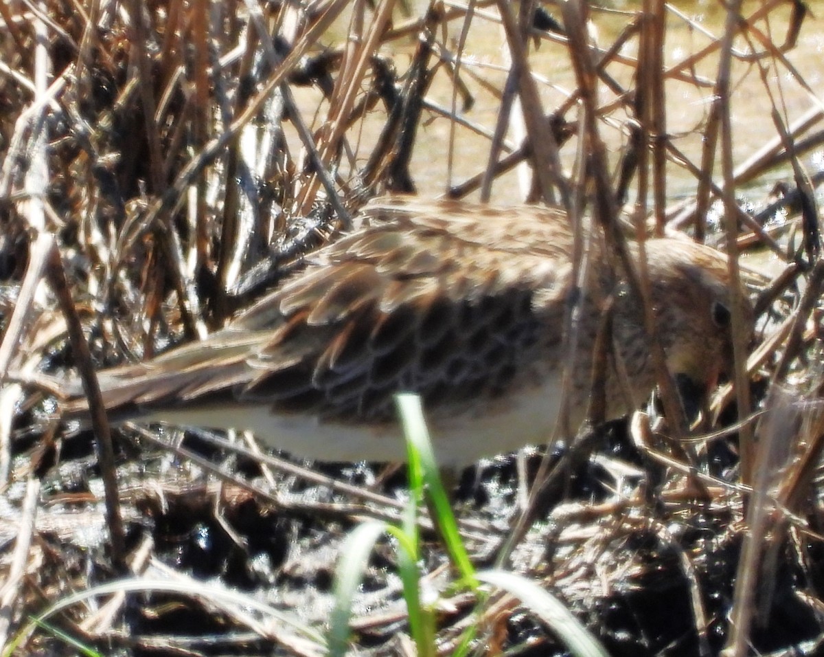 Pectoral Sandpiper - Eric Haskell