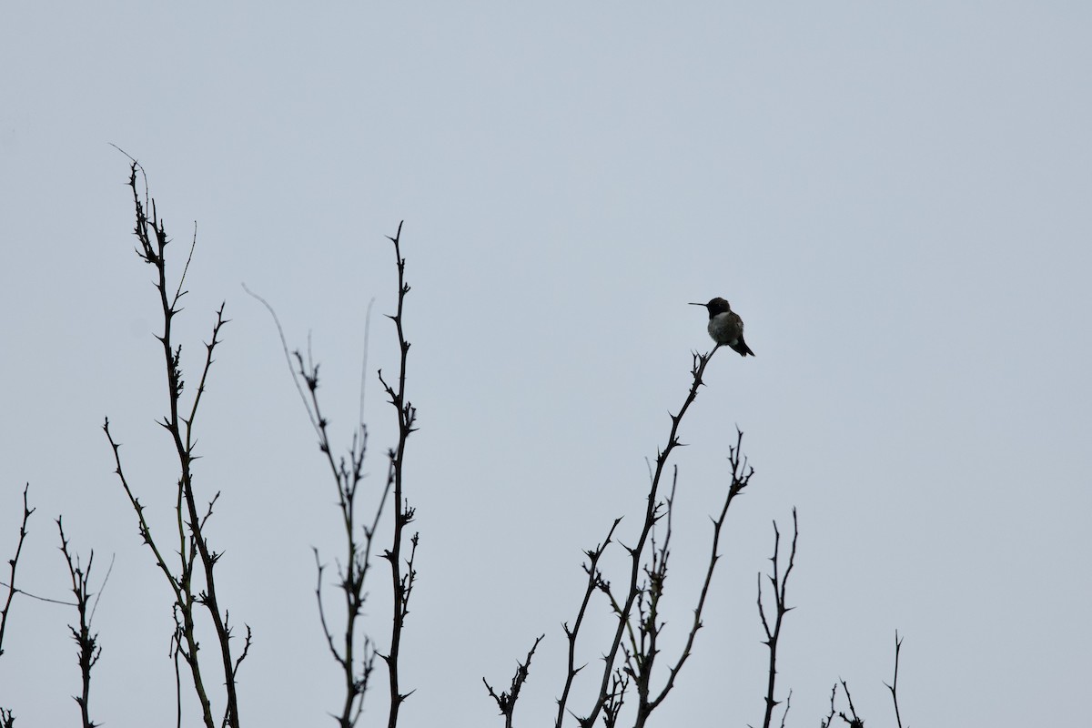 Ruby-throated Hummingbird - Deanna McLaughlin