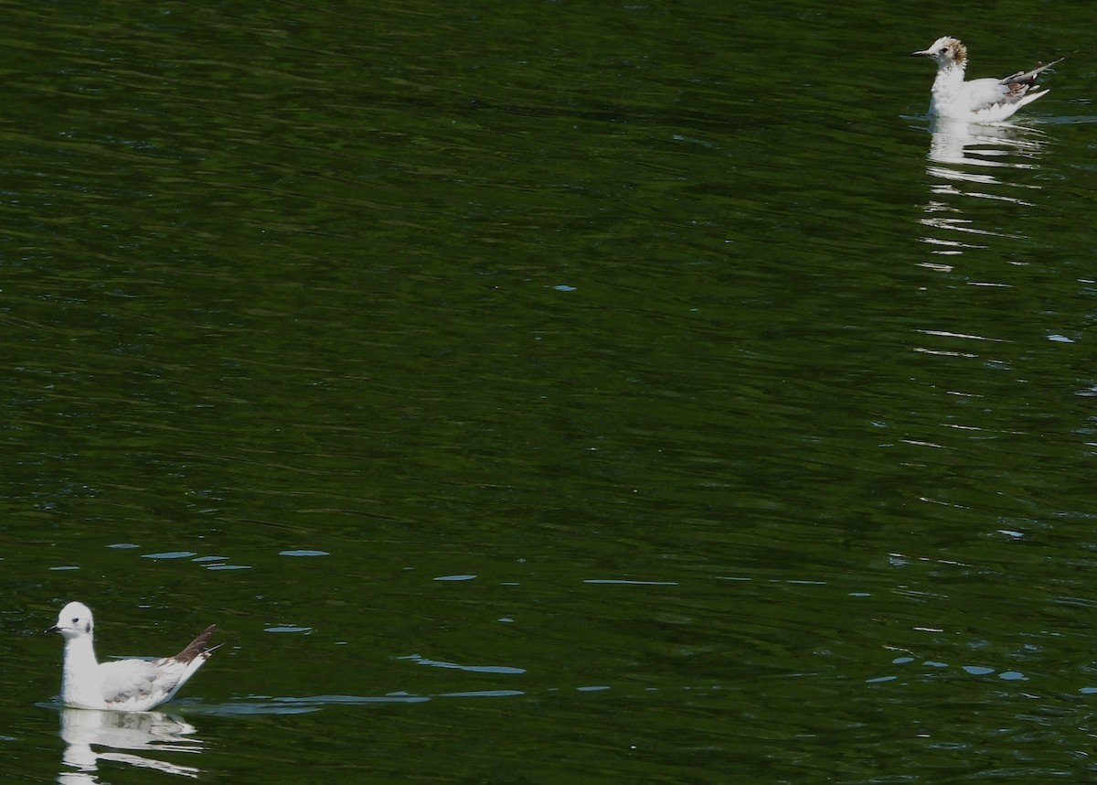 Bonaparte's Gull - ML617329131