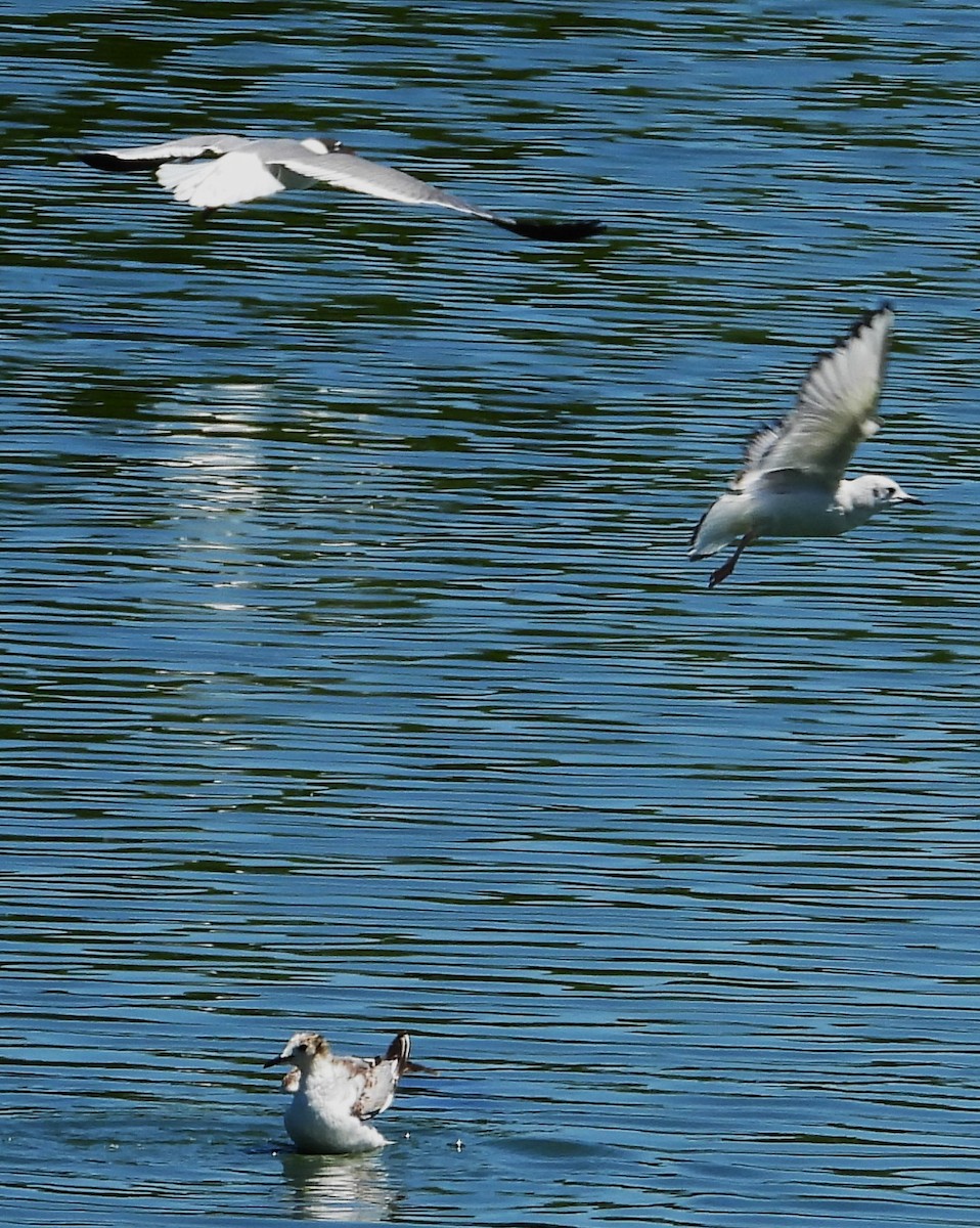 Mouette de Bonaparte - ML617329132