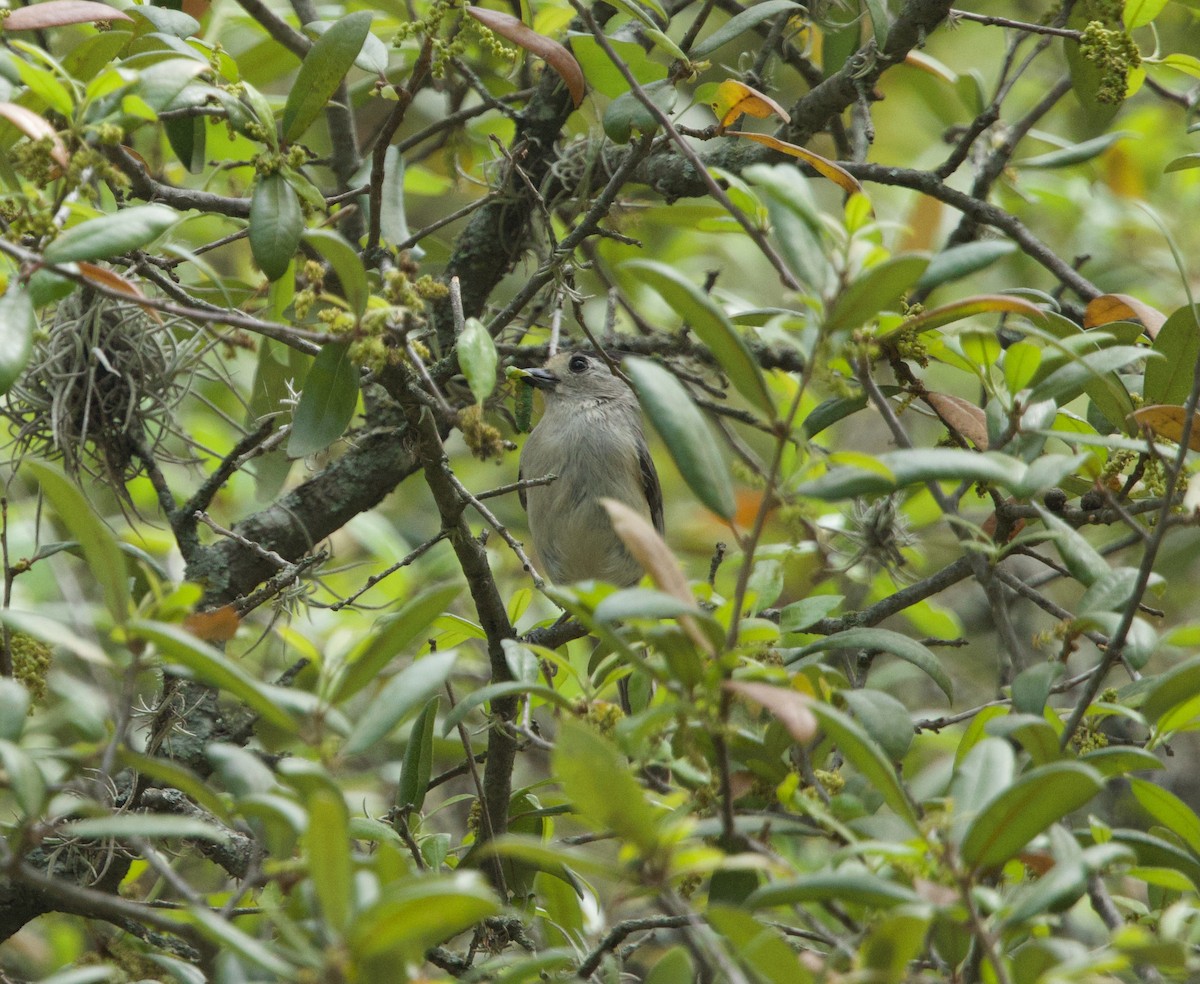 Black-crested Titmouse - ML617329133