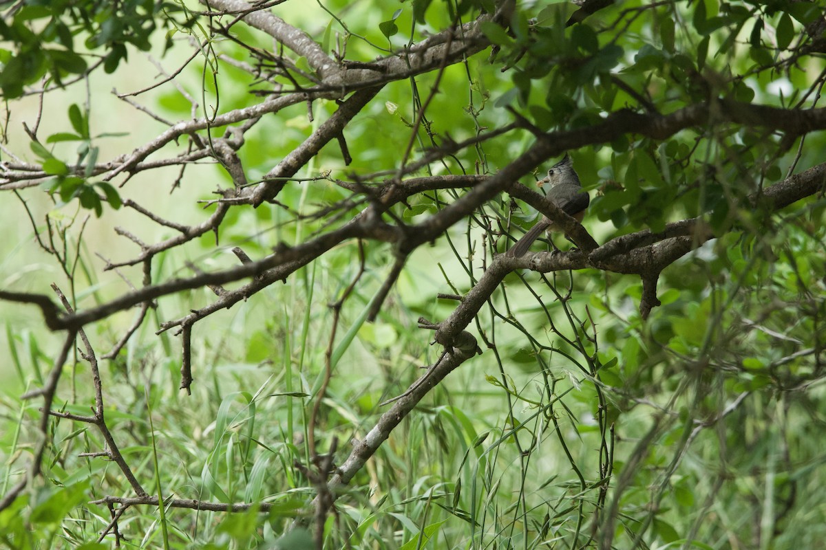 Black-crested Titmouse - ML617329142